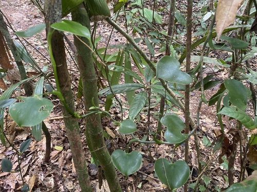 Philodendron grazielae, photograph 1