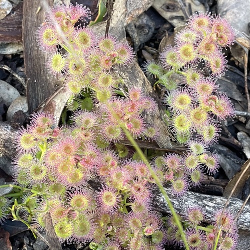 Image of Drosera stolonifera by (c) Paul Coddington, some rights reserved (CC BY)