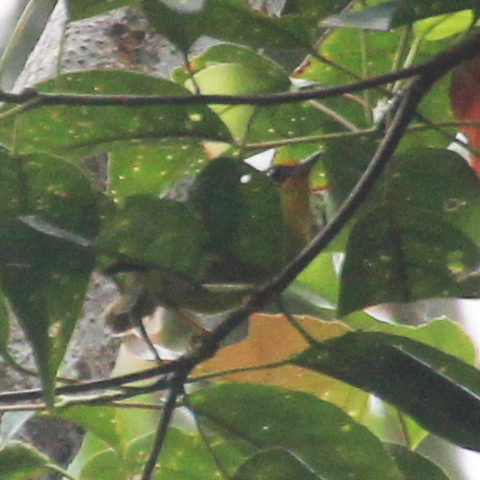 Golden Babbler