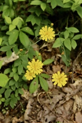 Hieracium venosum