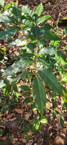 Cryptocarya macdonaldii observed 2024-08-03