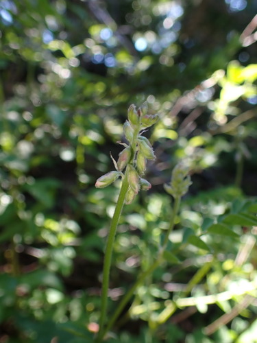 Image of Hedysarum occidentale by (c) elik03, some rights reserved (CC BY)