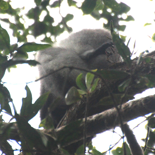 Pale-thighed Langur (Presbytis siamensis)