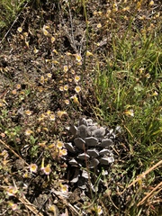 Erythranthe trinitiensis