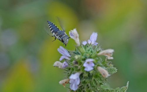 Large Sharp-tail Bee