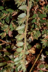 Euphorbia dioeca
