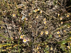 Erythranthe trinitiensis