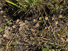 Erythranthe trinitiensis