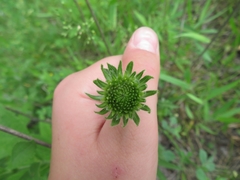 Echinacea pallida