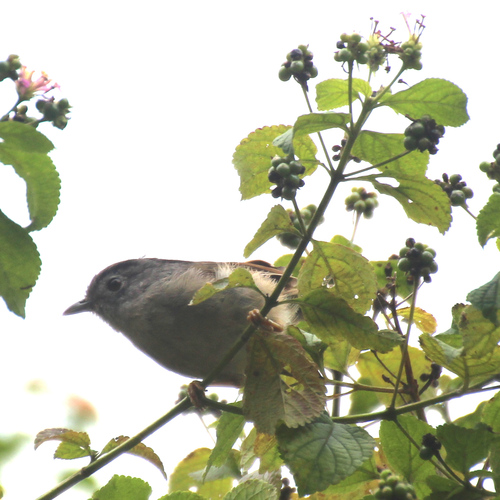 Mountain Fulvetta (Alcippe peracensis), photo 8