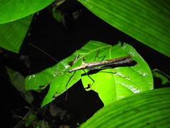 Pseudophasma bispinosum