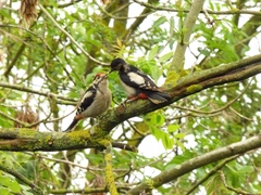 Dendrocopos major