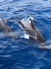 Globicephala