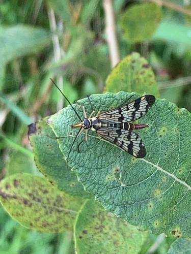 Meadow Scorpionfly, Rekken, photo 6 of 10