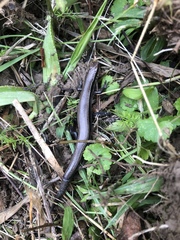 Plestiodon anthracinus anthracinus