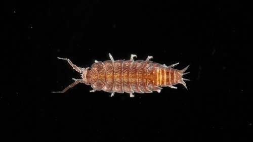 Riparian Woodlouse, Петергоф, Санкт-Петербург, Россия, photo 6 of 10