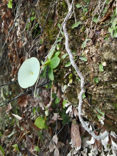 Phyllocyclus lucidissimus
