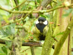 Parus major