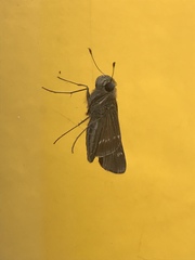 Panoquina ocola