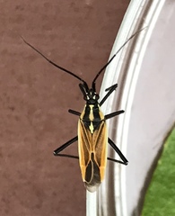 Leptopterna dolabrata