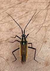 Leptopterna dolabrata