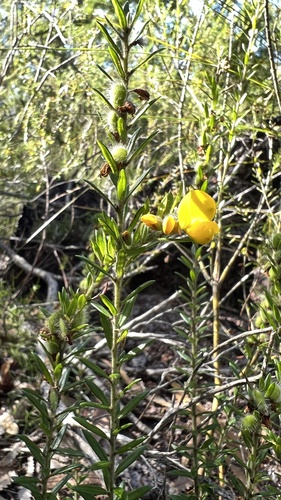 Image of Golden Glory Pea (Gompholobium virgatum) by (c) Brendan McIntyre, some rights reserved (CC BY)