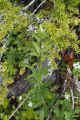 Lilieae
