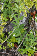 Lilieae