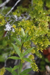 Lilieae