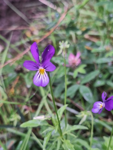 Wild Pansy