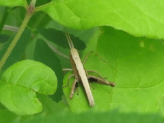 Chloealtis conspersa