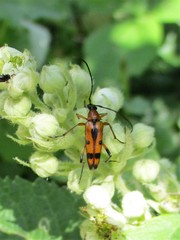 Stenurella septempunctata