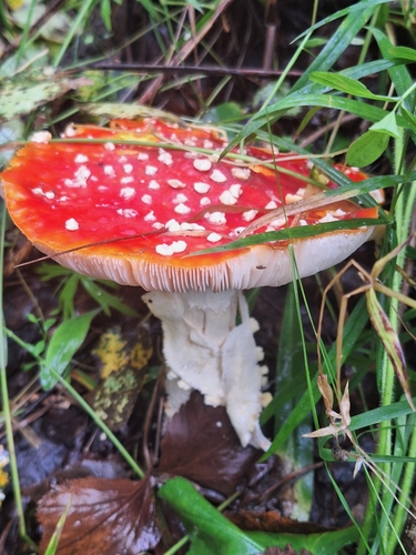 Fly Agaric