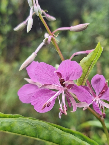 fireweed