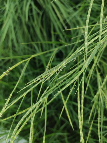 Hemarthria sibirica, 2024-08-01