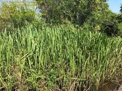 Zizaniopsis miliacea