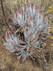 Dudleya virens insularis