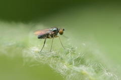 Diaphorinae