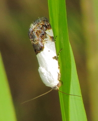 Acontiinae