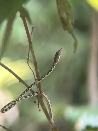Speckle-headed Whipsnake