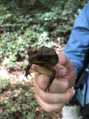 Incilius cavifrons