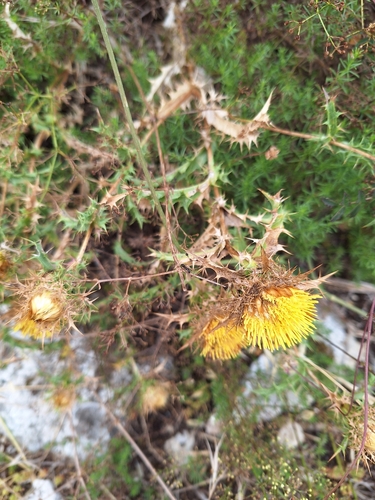 Carlina hispanica (Carlina hispanica)