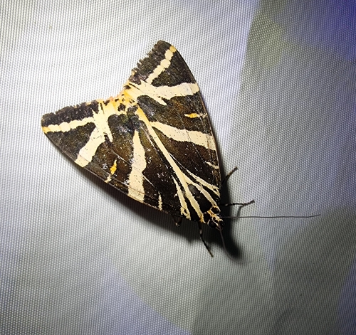 Euplagia quadripunctaria