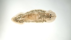 Planaria