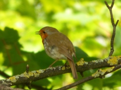 Erithacus rubecula