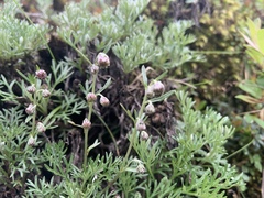 Artemisia morrisonensis