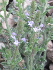 Verbena plicata