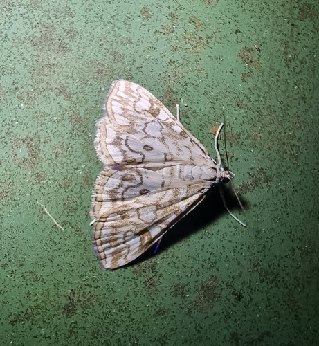 Elophila nymphaeata