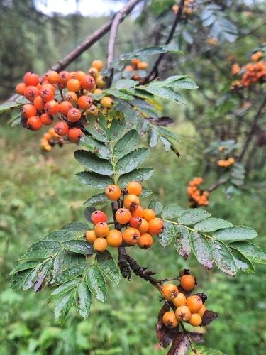 European mountain ash