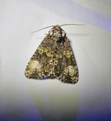Craniophora ligustri